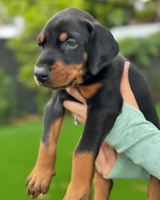 Doberman Pinscher