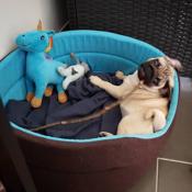 pug