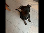 Am Bulldog Mix