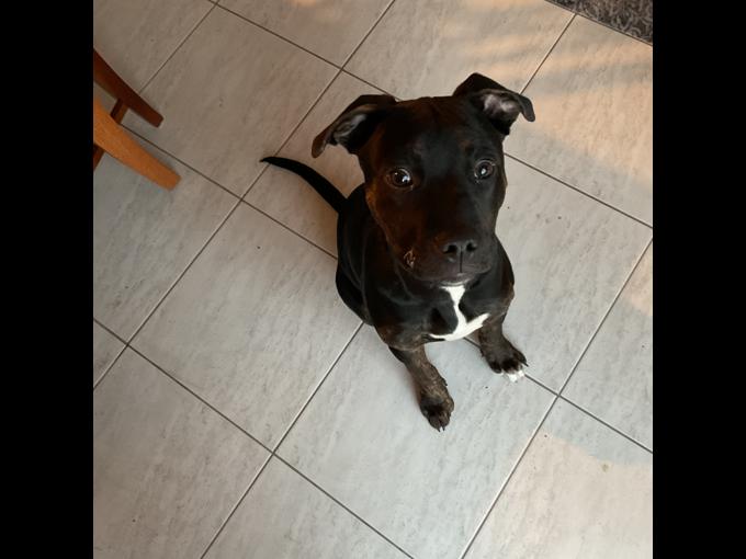 Am Bulldog Mix