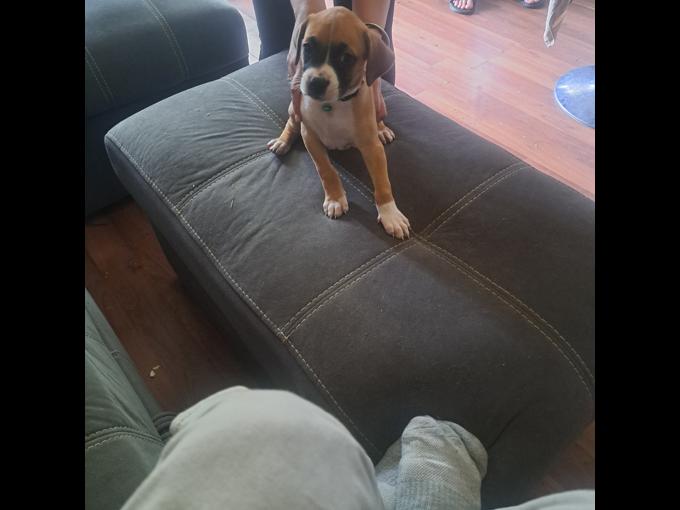 Stoxer ( mom is pure bred staffy/dad pure bred European boxer 
