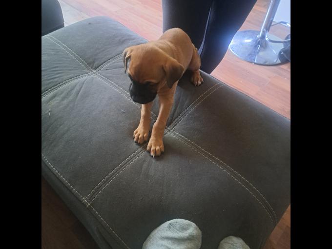 Stoxer ( mom is pure bred staffy/dad pure bred European boxer 
