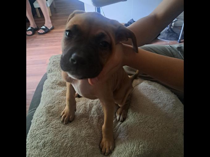 Stoxer ( mom is pure bred staffy/dad pure bred European boxer 