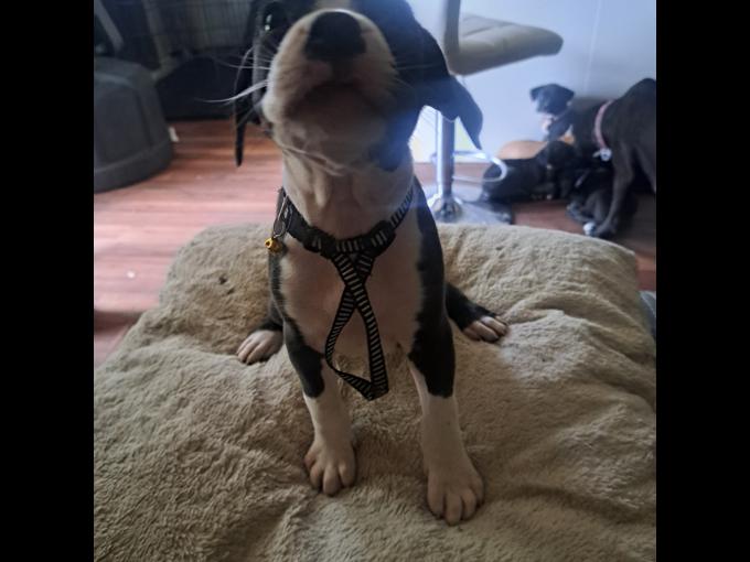 Stoxer ( mom is pure bred staffy/dad pure bred European boxer 