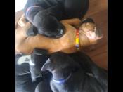 Stoxer ( mom is pure bred staffy/dad pure bred European boxer 