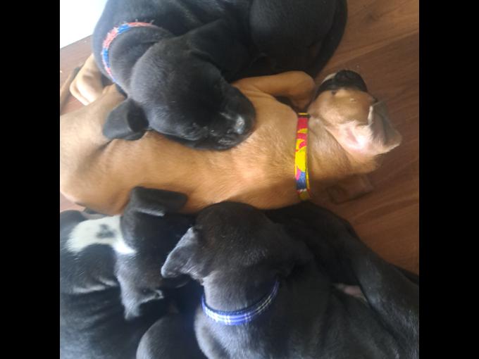 Stoxer ( mom is pure bred staffy/dad pure bred European boxer 