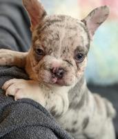 Purebred french Bulldogs 