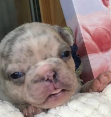 Purebred french Bulldogs 