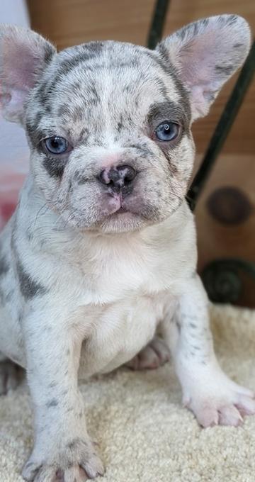 Purebred french Bulldogs 