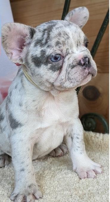 Purebred french Bulldogs 