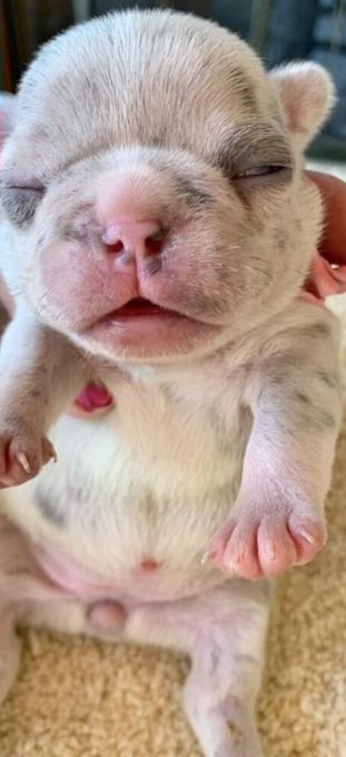 Purebred french Bulldogs 