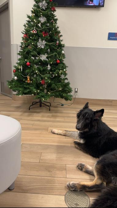 Alaskan Malamute mix