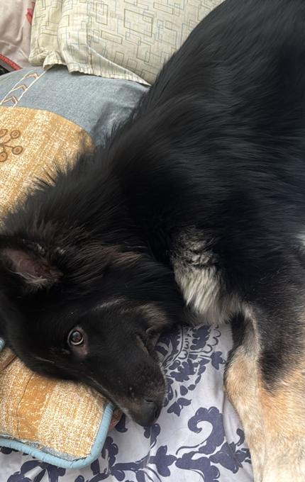 Alaskan Malamute mix