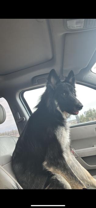 Alaskan Malamute mix