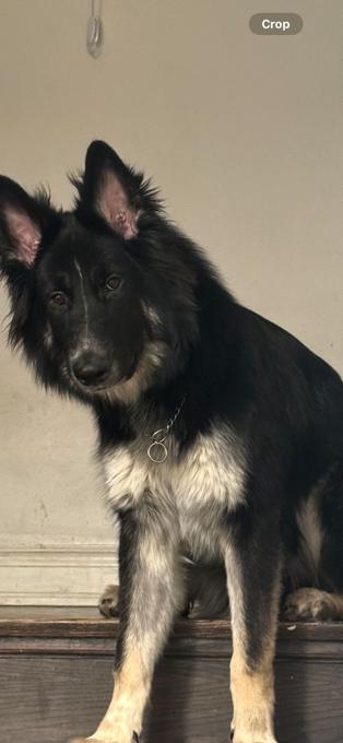 Alaskan Malamute mix