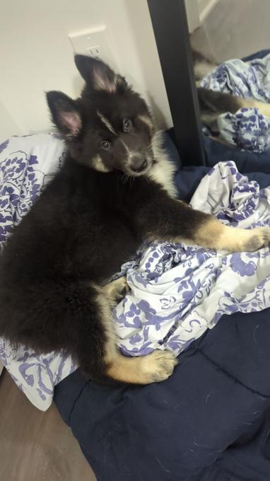 Alaskan Malamute mix