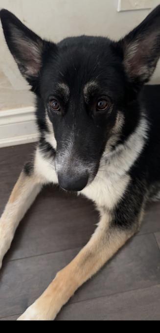 Alaskan Malamute mix