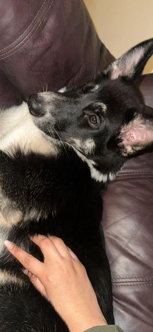 Alaskan Malamute mix
