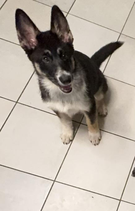 Alaskan Malamute mix