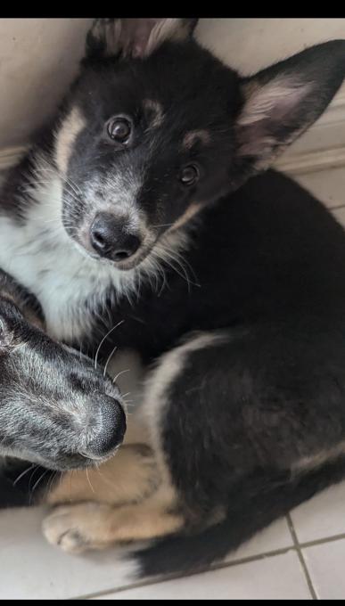 Alaskan Malamute mix