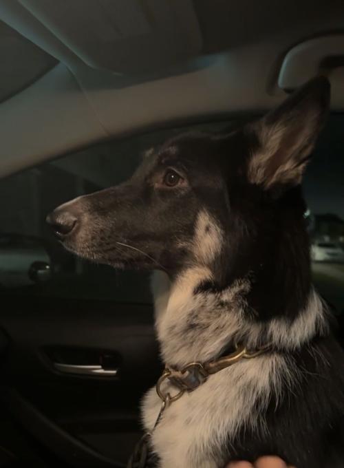 Alaskan Malamute mix