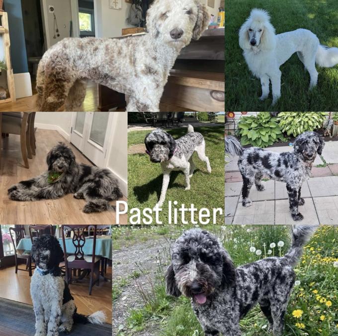 Standard Poodle