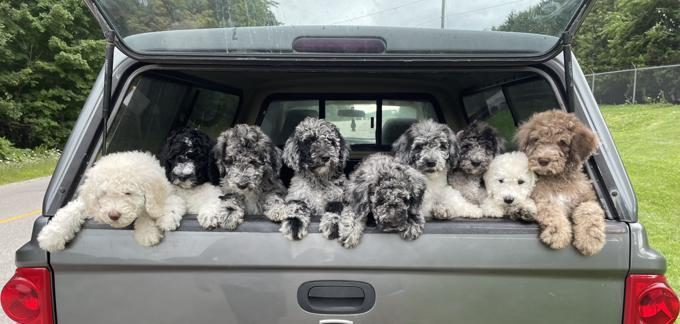 Standard Poodle