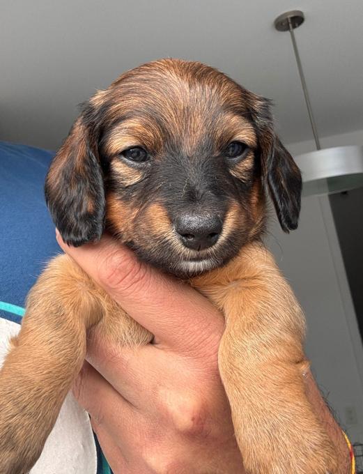 Dachshund