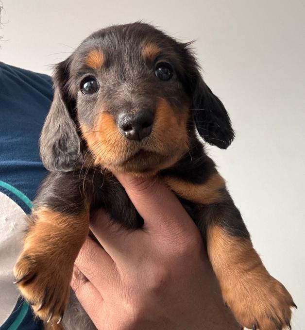 Dachshund