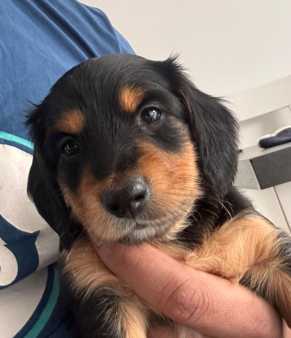 Dachshund