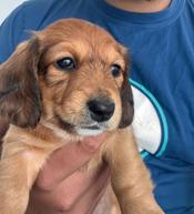 Dachshund