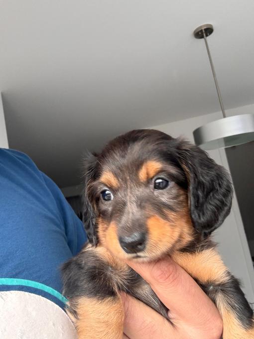 Dachshund