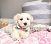 HavaPoo (Havanese x Poodle)