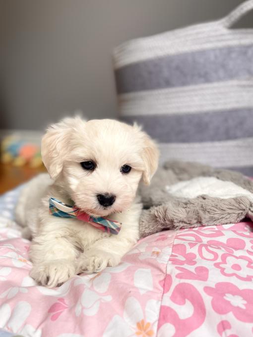 HavaPoo (Havanese x Poodle)