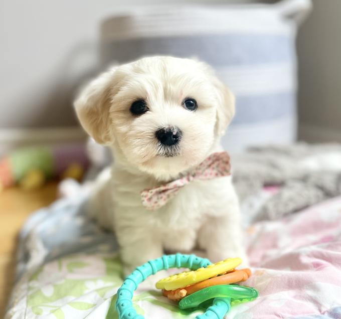 HavaPoo (Havanese x Poodle)