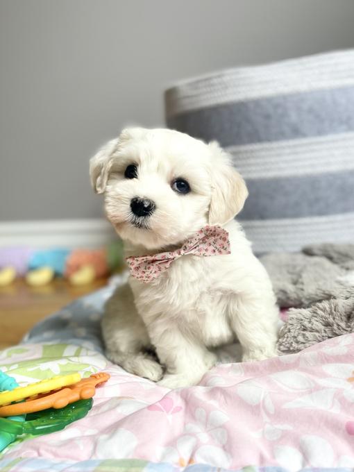 HavaPoo (Havanese x Poodle)
