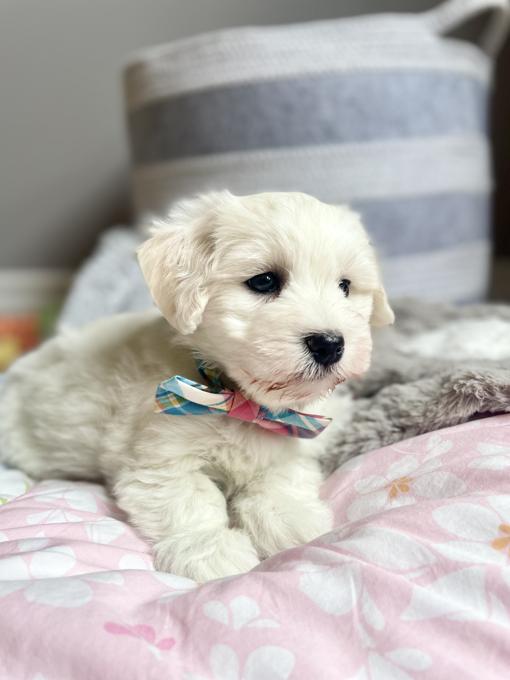 HavaPoo (Havanese x Poodle)