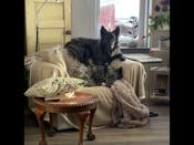 Long Haired Dutch Shepherd