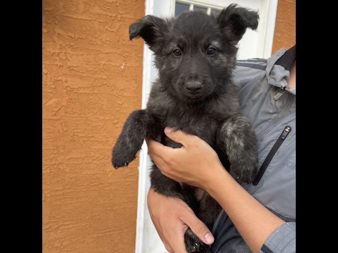 Long Haired Dutch Shepherd