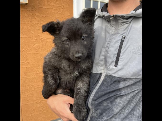 Long Haired Dutch Shepherd