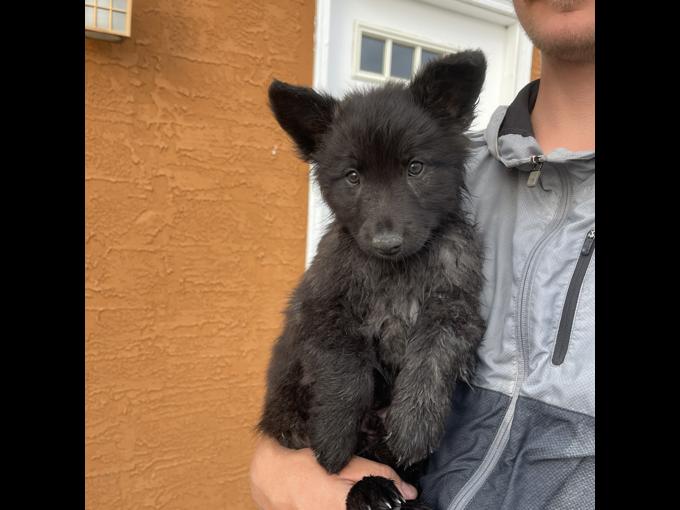 Long Haired Dutch Shepherd