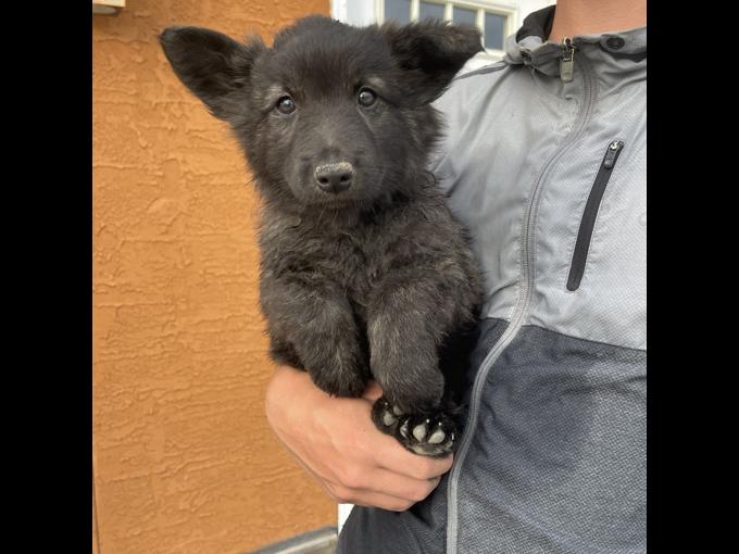 Long Haired Dutch Shepherd