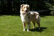Australian Shepherd