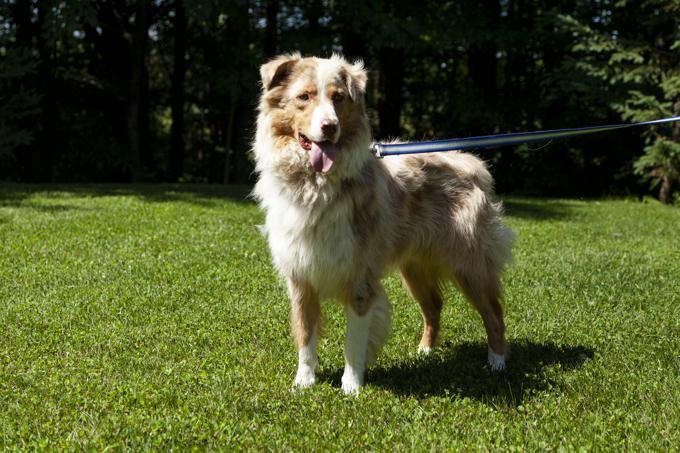 Australian Shepherd