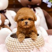Pomeranian