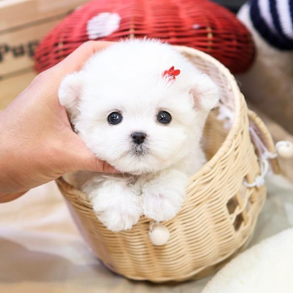 Pomeranian
