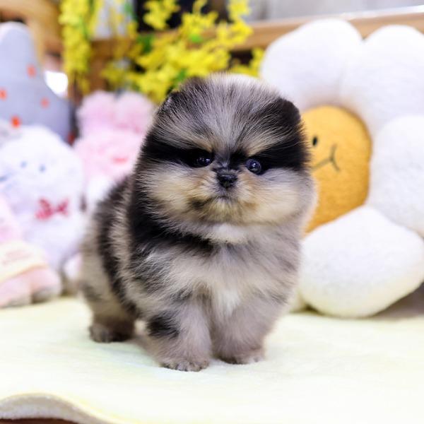 Pomeranian