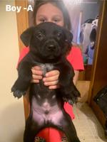 Black German shepherd and lab mix