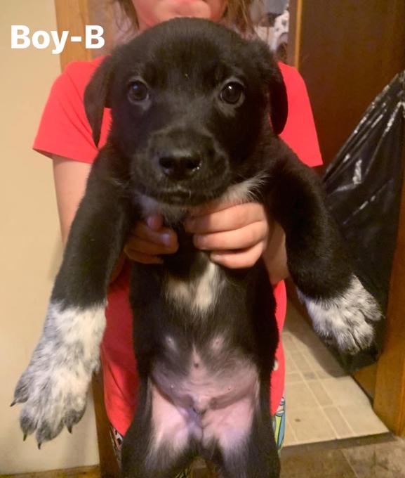 Black German shepherd and lab mix