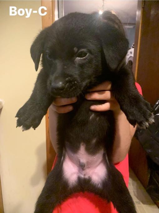 Black German shepherd and lab mix